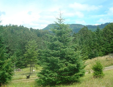 Rental View